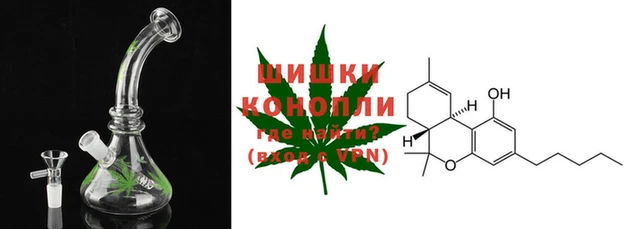 прущие грибы Лабытнанги